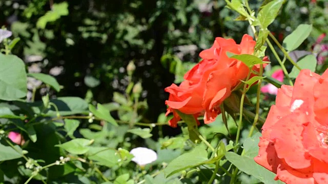 玫瑰是情节的绝佳背景。视频素材