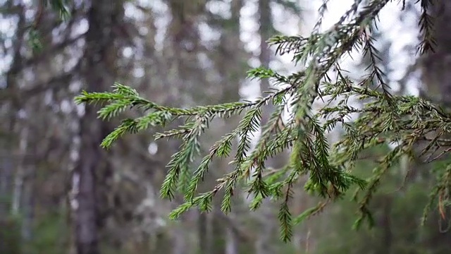 特写树背景散焦。圣诞节视频素材