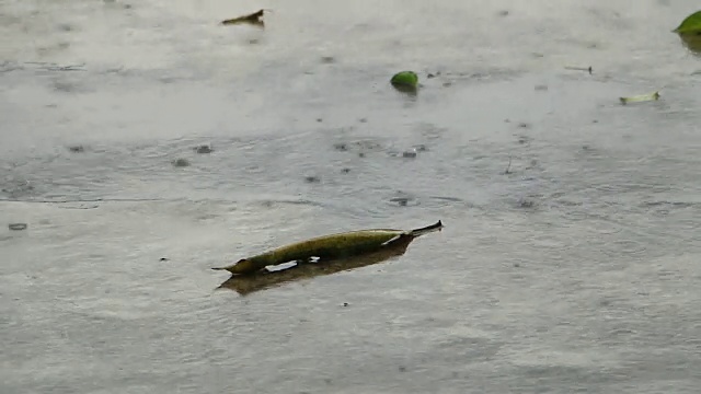 雨点溅落在柏油路上。视频素材