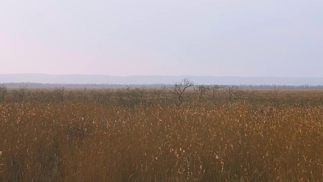 日本北海道钏路细根国家公园，4K拍摄视频素材