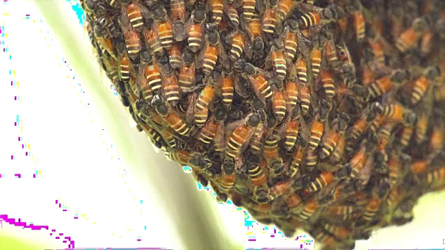 蜂窝和蜜蜂视频素材