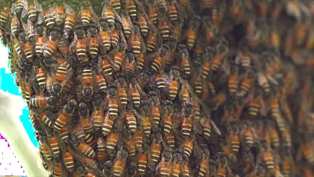 蜂窝和蜜蜂视频下载