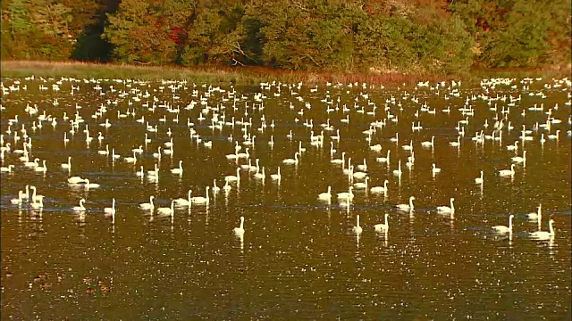 大山山下池上栖息着无数的冻原天鹅视频素材