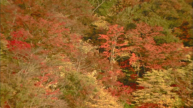 高门山的秋叶，无数的苔原天鹅在山下池休息视频素材