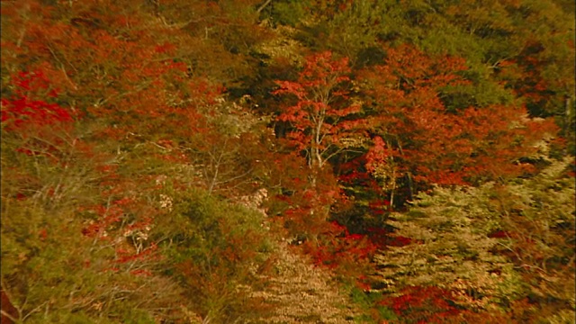 大山山下池上空飞翔着十几只苔原天鹅(columbianus)，池中成群的天鹅在休息视频素材