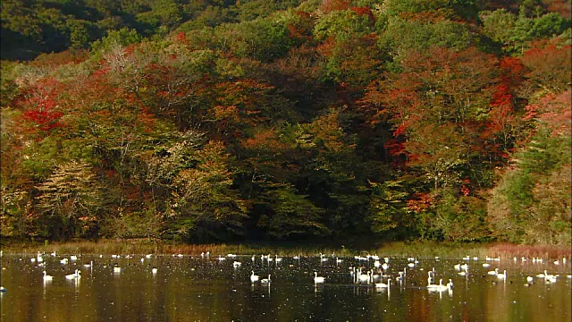 大山山下池上，无数的冻原天鹅在休息视频素材