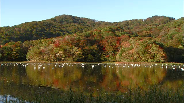 高工山秋叶的长镜头视频素材