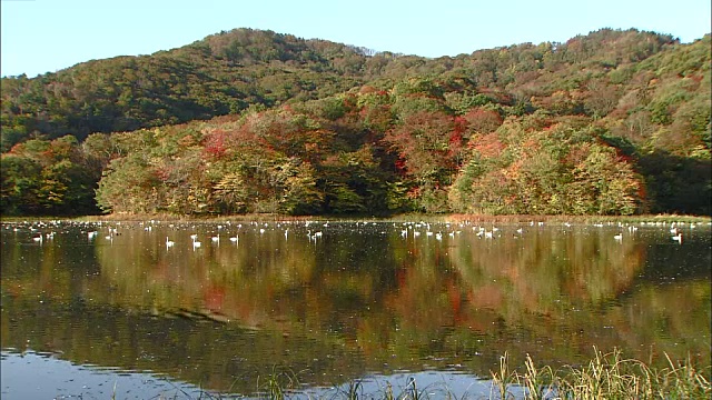 远射苔原天鹅(天鹅座columbianus)在飞行和休息在大山下池视频素材