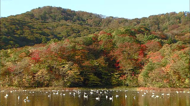 大山的秋叶倒映在山下池的水面上视频素材