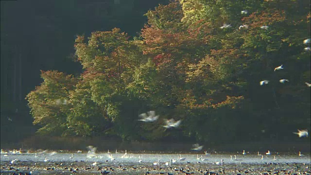 群山山下池上空，无数的冻原天鹅在飞翔，在池塘上休息视频素材