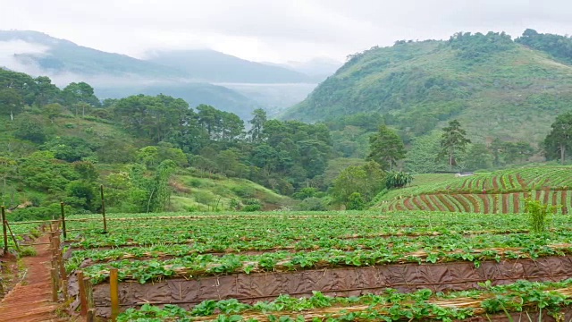 泰国清迈的Doi Angkhang山草莓田里的清晨日出。视频素材