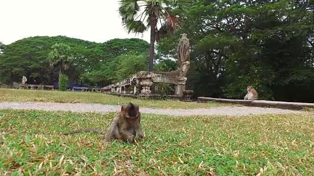 吴哥窟猴子视频素材