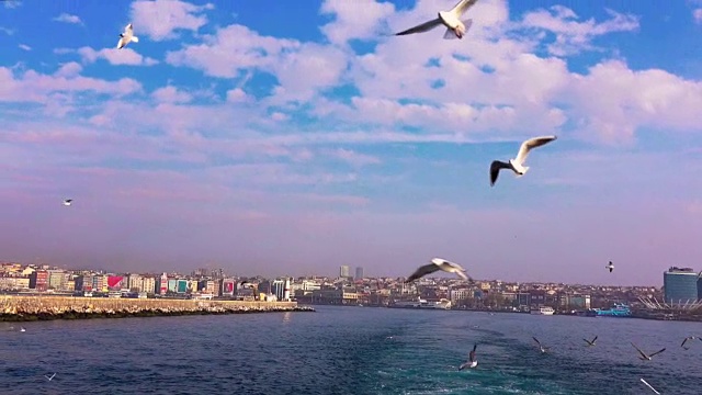 海鸥从轮渡视频素材