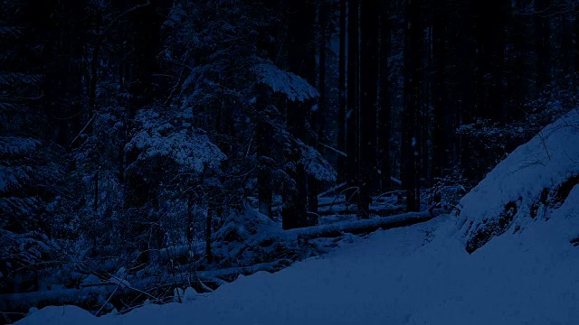 夜晚树林里的雪路视频素材