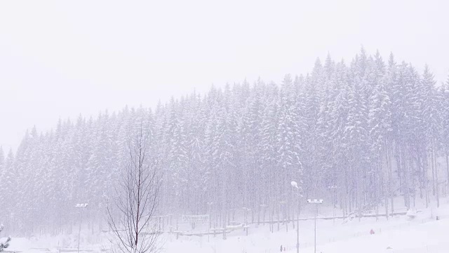 冬天森林里的树木在暴风雪中被冻住了视频素材