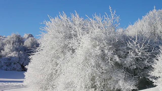 冰冻的树视频素材