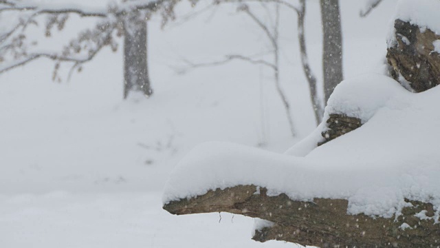 林桩上的雪视频素材