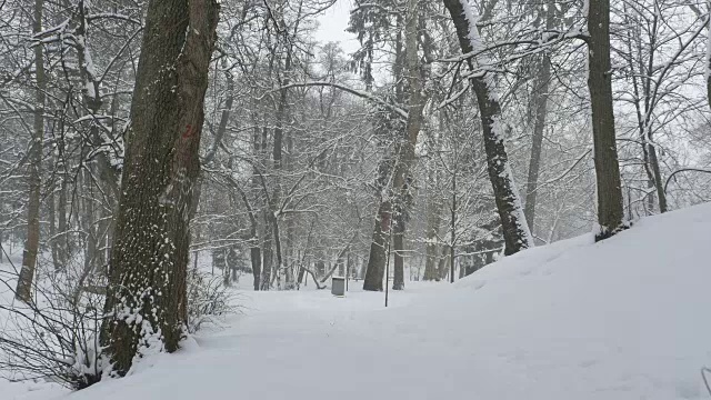 公园里下雪了视频素材