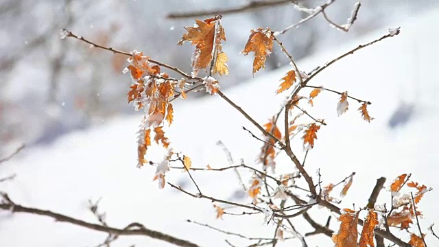 暴风雪中被雪覆盖的树枝视频素材