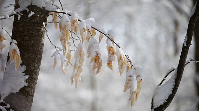 白雪覆盖的分支视频素材