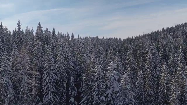 天线:在阳光明媚的冬日，白雪覆盖的山坡上的云杉树梢视频素材