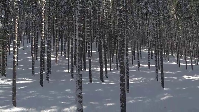 近距离观察:在令人惊叹的冬季林地中，无数又窄又高的云杉树干视频素材