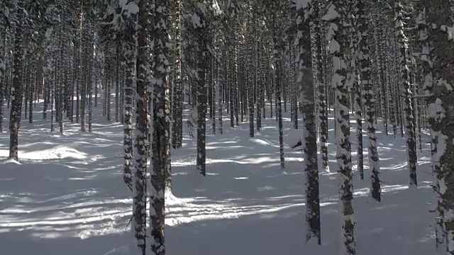 特写:冬日的阳光照耀在令人惊叹的云杉森林里白雪覆盖的树干上视频素材