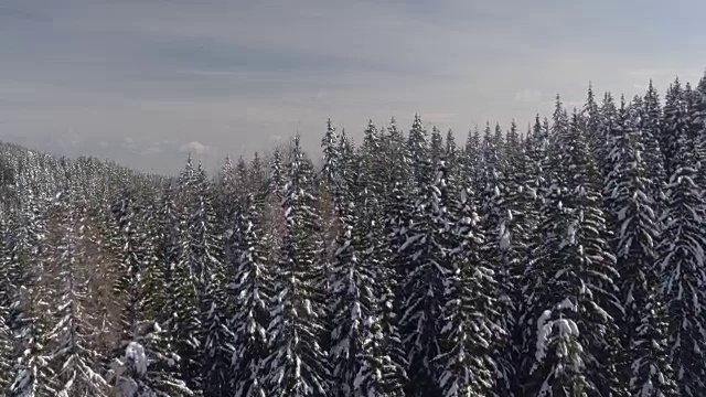 天线:晴天多雾的日子，高大的云杉树冠上覆盖着新雪视频素材