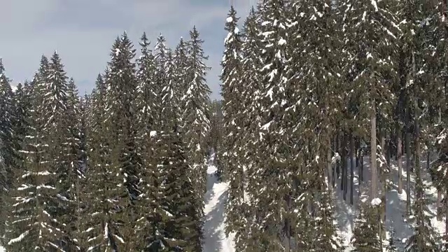 空中，近距离:白雪覆盖的云杉森林的惊人全景视频素材