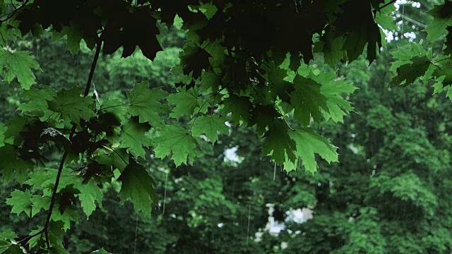 翠绿的树枝下着淅淅沥沥的雨点视频素材