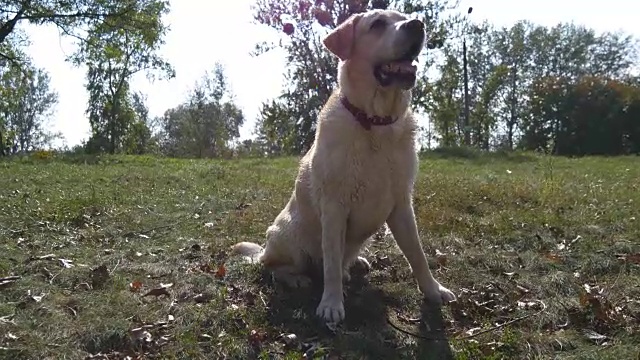 拉布拉多猎犬坐在绿色草地上吠叫。驯养家畜。近距离视频素材