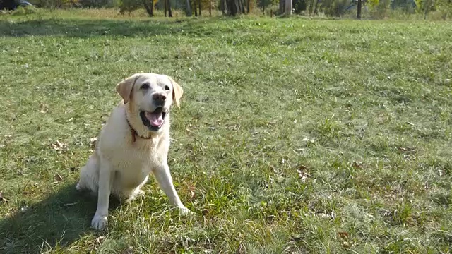 拉布拉多猎犬坐在绿色草地上吠叫。驯养家畜。近距离视频素材