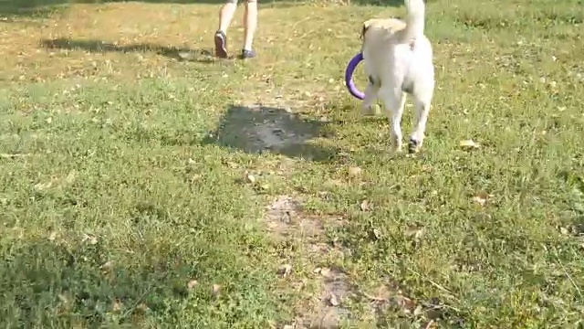 人扔棍子或玩具动物给他的狗。拉布拉多或金毛猎犬去取木棒。夏天，男主人和他的家畜在户外玩耍。近距离视频素材