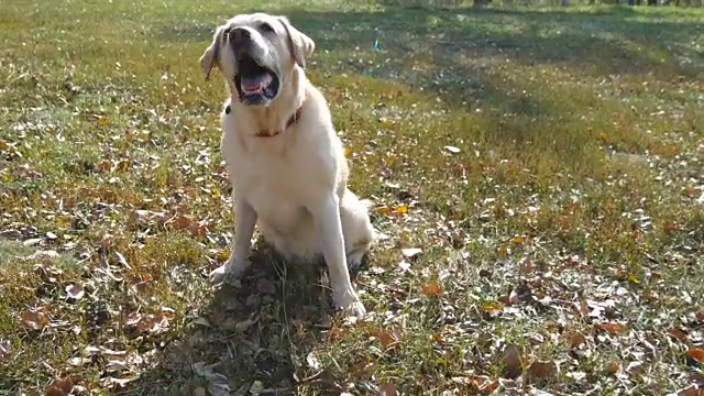 拉布拉多猎犬坐在绿色草地上吠叫。驯养家畜。近距离视频素材