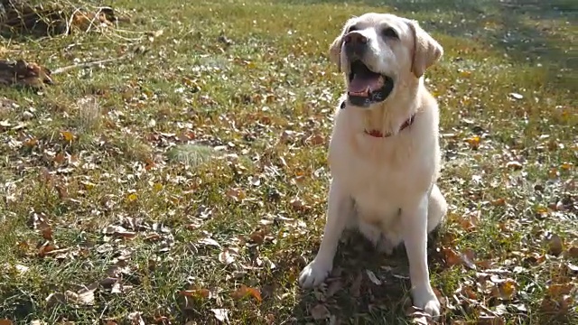 狗品种拉布拉多犬或金毛猎犬坐在绿色草地上吠叫。家养动物给他的主人一只爪子。男人的手臂抚摸着狗的头。近距离视频素材