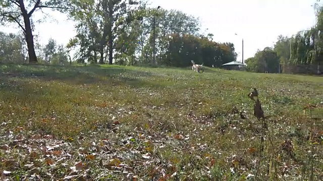 人扔棍子或玩具动物给他的狗。拉布拉多或金毛猎犬去取木棒。夏天，男主人和他的家畜在户外玩耍。近距离视频素材