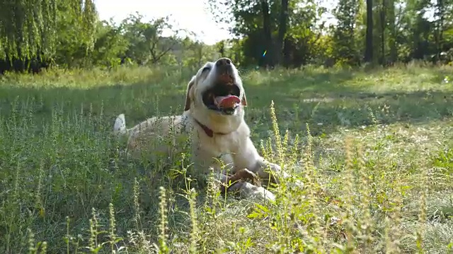 狗品种拉布拉多或金毛猎犬躺在绿色的草地上。家畜张开嘴，露出舌头，热得喘不过气来。自然背景。近距离视频素材