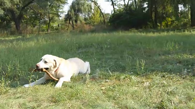 狗品种拉布拉多或金毛猎犬躺在绿色的草地上。家畜张开嘴，露出舌头，热得喘不过气来。自然背景。近距离视频素材