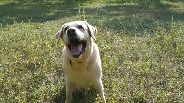 拉布拉多猎犬坐在绿色草地上吠叫。驯养家畜。近距离视频素材