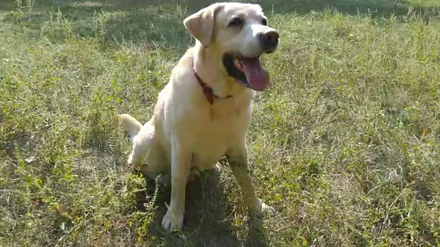 拉布拉多猎犬坐在绿色草地上吠叫。驯养家畜。近距离视频素材