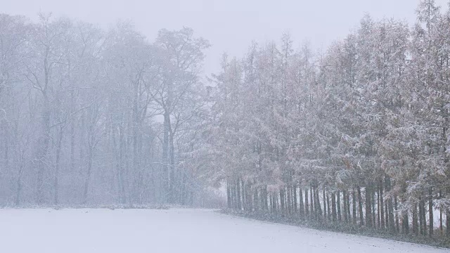 森林里的降雪，在日本北海道浜宽，用4K拍摄视频下载