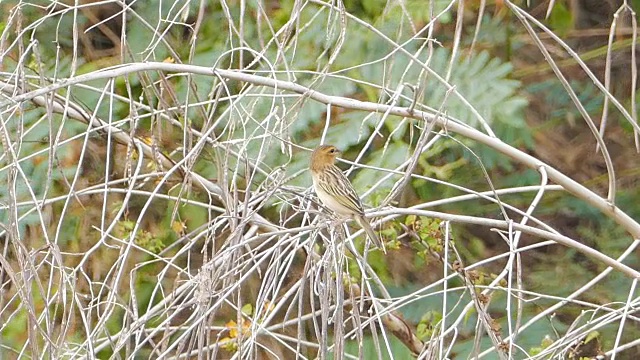 Baya 织布工 (Ploceus philippinus) 本质上。视频素材