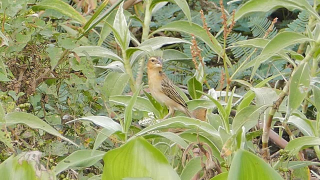 Baya 织布工 (Ploceus philippinus) 本质上。视频素材