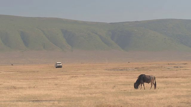 图片:非洲恩戈罗戈罗火山口的角马吉普车旅行视频素材