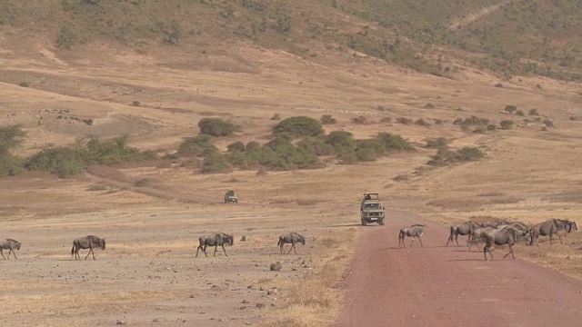 近距离观察:牛羚穿过土路，狩猎旅游吉普车在背景视频素材