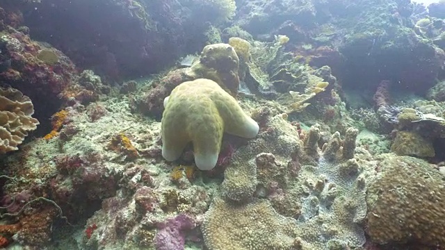 海星在珊瑚视频素材