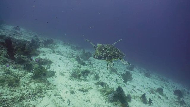 水下海龟视频素材