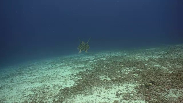 水下海龟视频素材