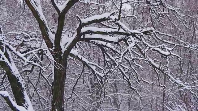 冬天的森林与雪树视频素材