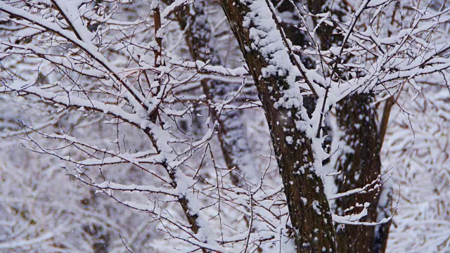 冬天的森林与雪树视频素材